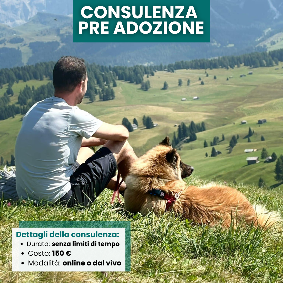 Consulenza cinofila pre adozione canina