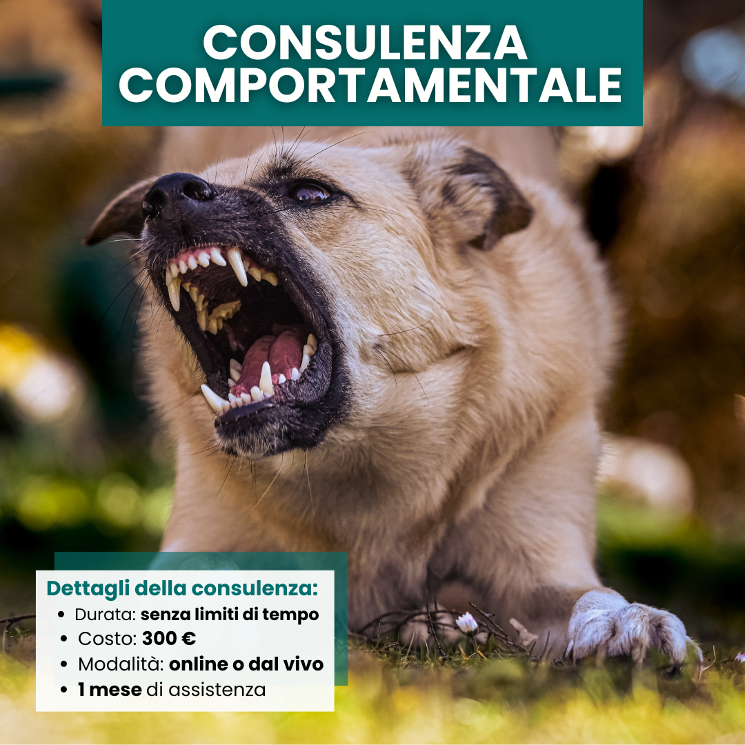 Consulenza comportamentale per cani