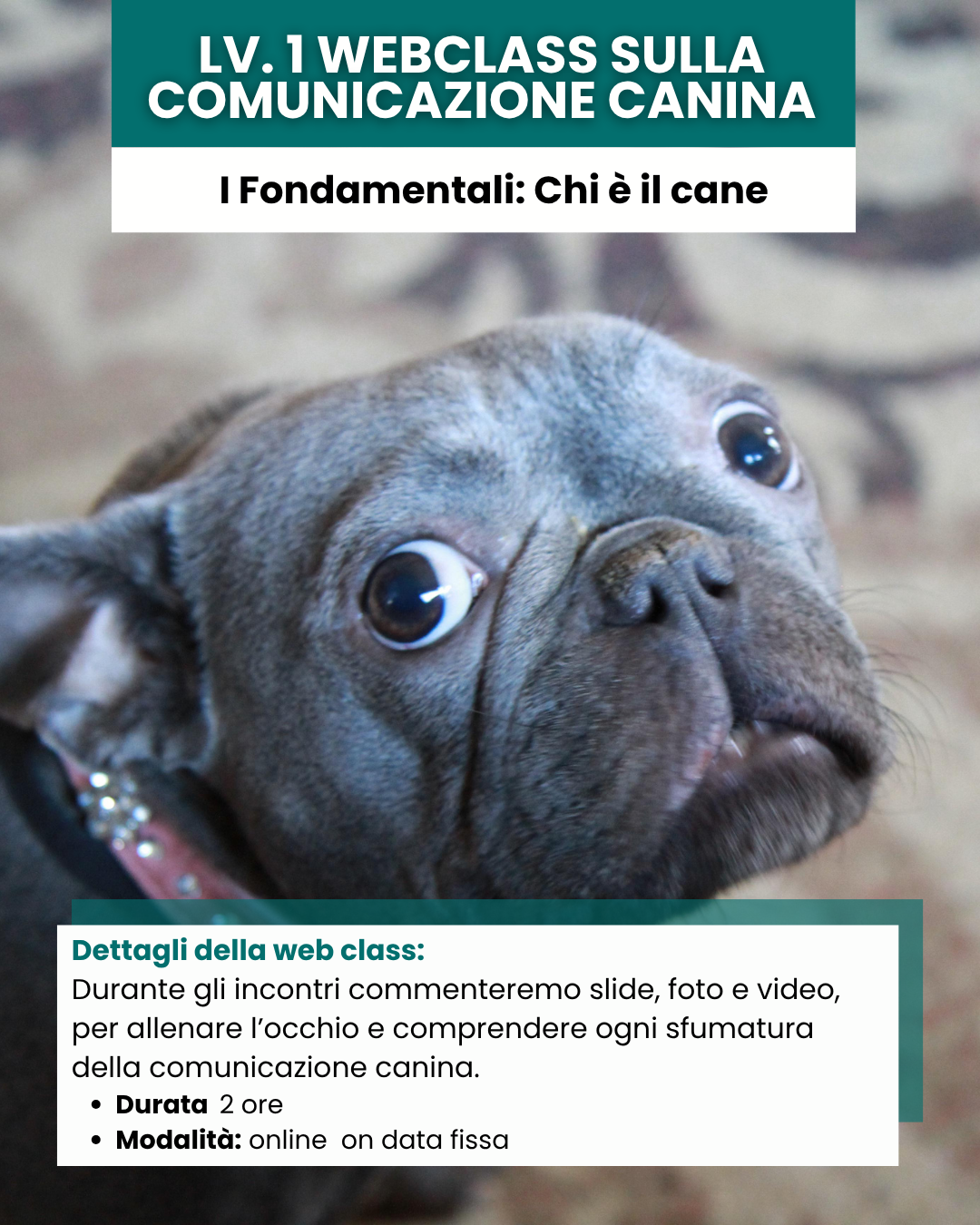 Lv. 1 Webclass sulla comunicazione canina chi è il cane